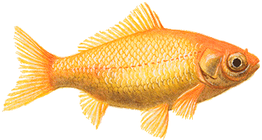 Social Media Sticker