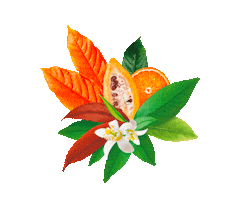 Choice Organic Sticker