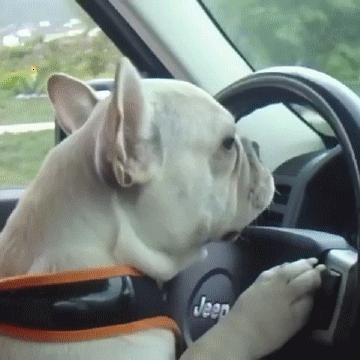  animals cool yeah dogs driving GIF