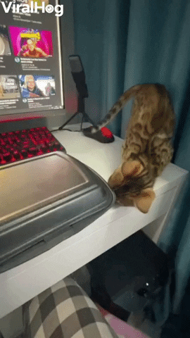 Bengal Kitten Wants A Taste Of Sushi GIF by ViralHog