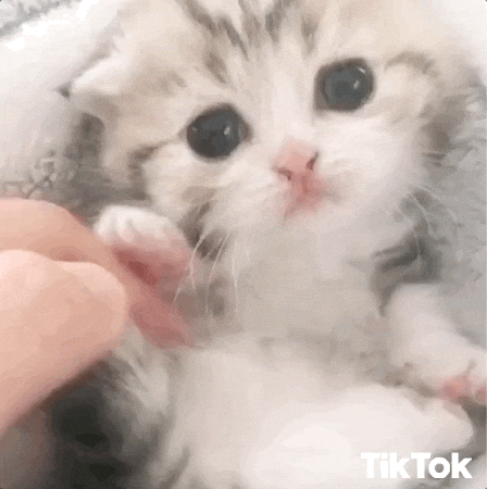 cute kitty cute cat gif