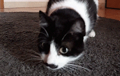 Giphy - 