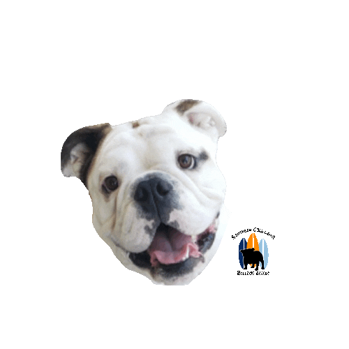 Happy English Bulldog Sticker by Southern California Bulldog Rescue
