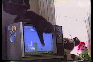 Cat 90S GIF by America's Funniest Home Videos