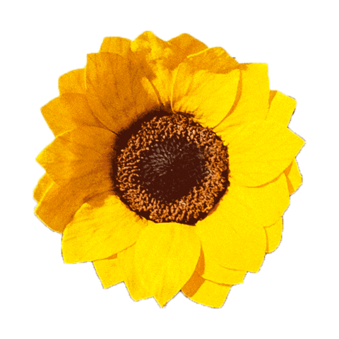 Rose Sunflower Sticker by La Fleur Bouquets for iOS & Android | GIPHY