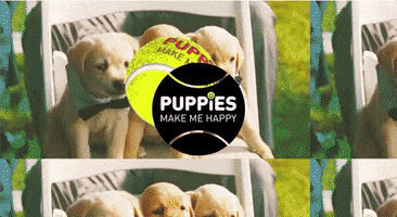Dogs Banner GIF by Puppies Make Me Happy