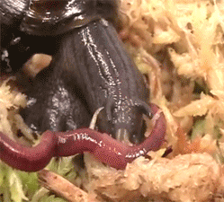animals wildlife snail earthworm devours GIF