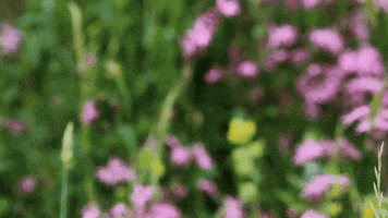 Cheshire Wildlife Trust GIF