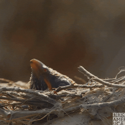 Baby Bird Wildlife GIF by BBC America