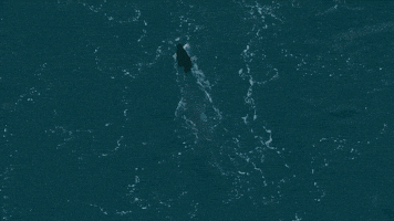 Discovery GIF by Shark Week