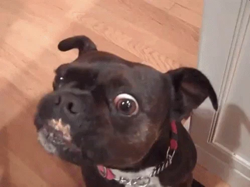 giphy.webp?cid=6c09b9525ced0895ba9df80c7b59a2eff67eb1530c7eed1b&rid=giphy.webp&ct=g