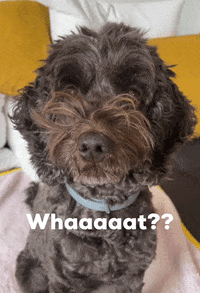 what did you say dog gif