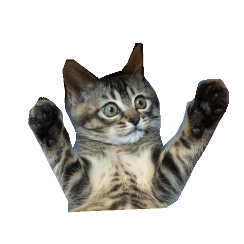 Cat ねこ Sticker By Mrvibes For Ios Android Giphy