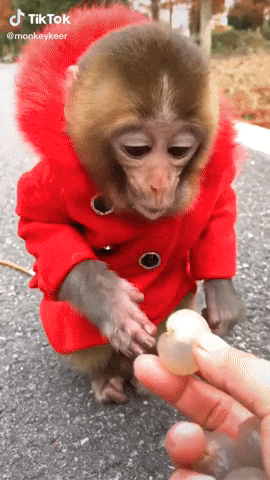 Thank-you-monkey GIFs - Get the best GIF on GIPHY