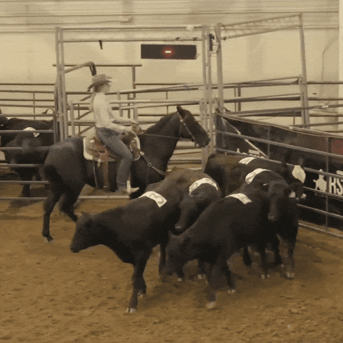 GIF by Horse&Rider Magazine