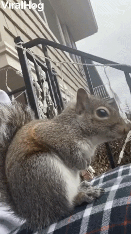 I Am Squirrel Girl GIF by ViralHog
