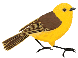 Cute Bird Nz Birds Sticker by Melissa Boardman