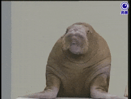 walrus GIF
