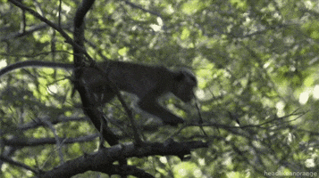 planet earth live monkey GIF by Head Like an Orange
