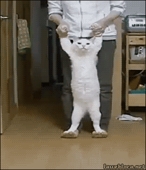 giphy.gif