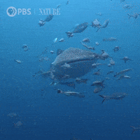 Oceans Day Gifs Get The Best Gif On Giphy Oceans Day Gifs Get The Best Gif On Giphy