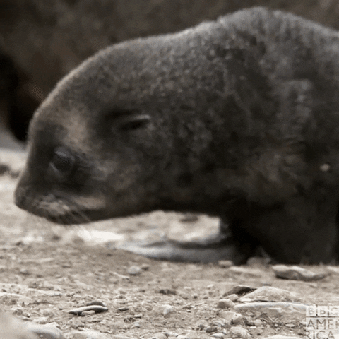 Baby Seal GIF by BBC America