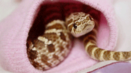 western hognose snakes GIF
