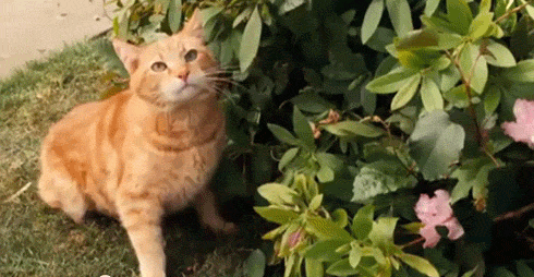 Me,..meowing for Food🥴