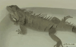 fart iguana GIF