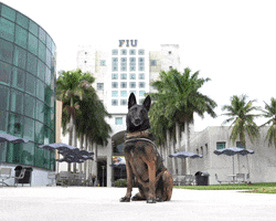 Florida International University Dog GIF by FIU