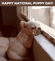 March 23 Puppy GIF by GIFiday