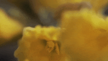 Music Video Flower GIF by Wye Oak