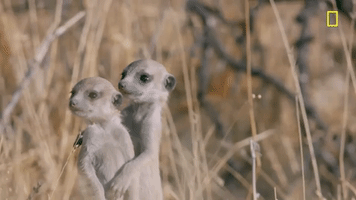 nat geo desert GIF by National Geographic Channel