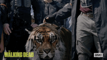 twd GIF by The Walking Dead
