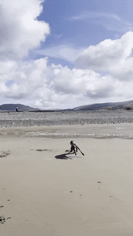 Greyhound GIF