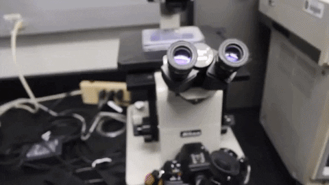 TAMUScience GIF - Find & Share on GIPHY