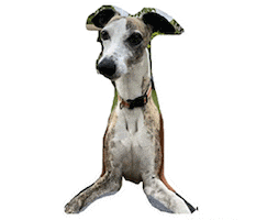 Dog Whippet Sticker by Supertu Social Media