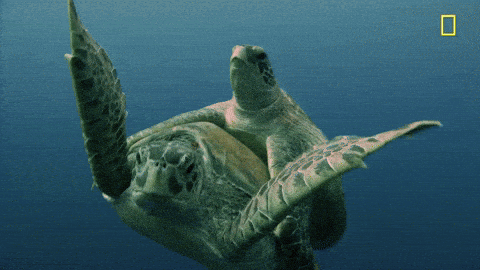 Nat Geo Ocean GIF by National Geographic Channel