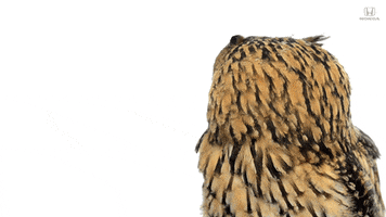 Owl Hello GIF by Honda