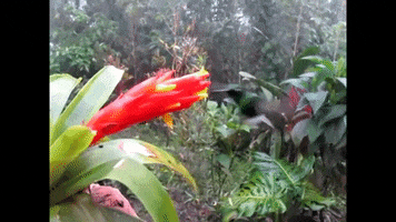 Animal GIF