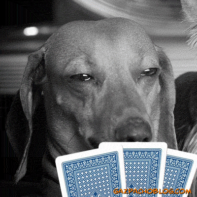 Image result for dogs playing poker gif