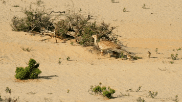 ِِActionUAE GIF