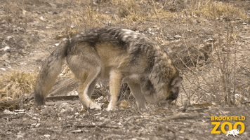 Wolf Rolling GIF by Brookfield Zoo