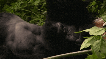 explore  GIF