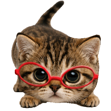 Cat Kitty Sticker