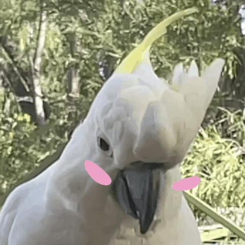 Bird Australia GIF