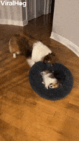 Dog Funny Animals GIF by ViralHog