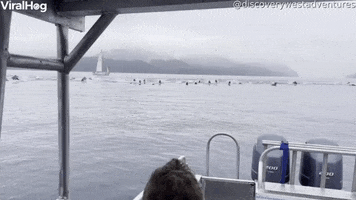 150 Dolphins Charge Past Boat Fleeing Orca Hunt GIF by ViralHog