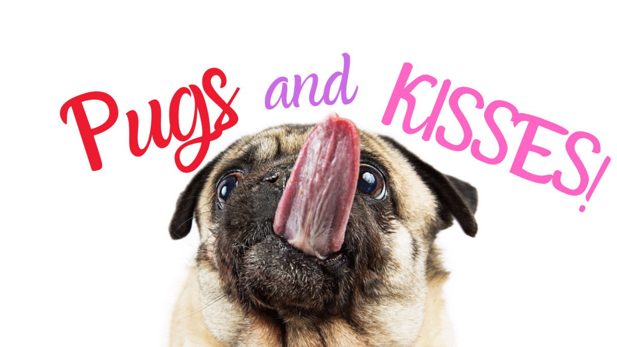 Valentines Day Pugs GIF by Animal Emergency &amp; Referral Center of