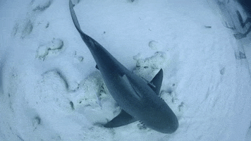 WeAreWater ocean shark wildlife underwater GIF